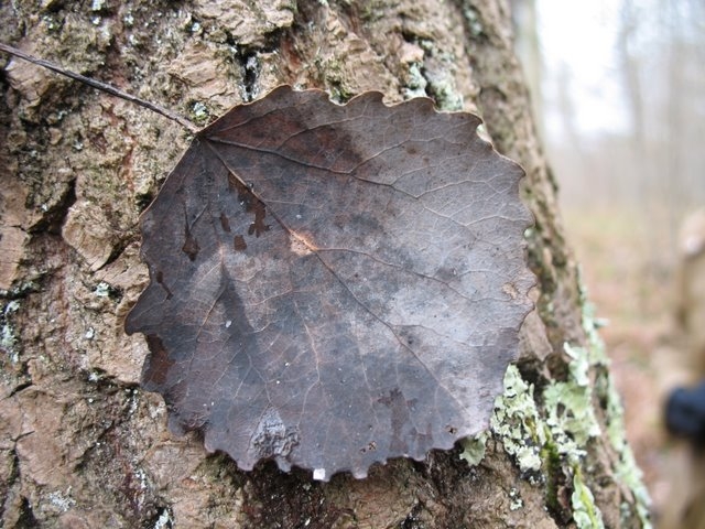 Feuille et écorce de Tremble